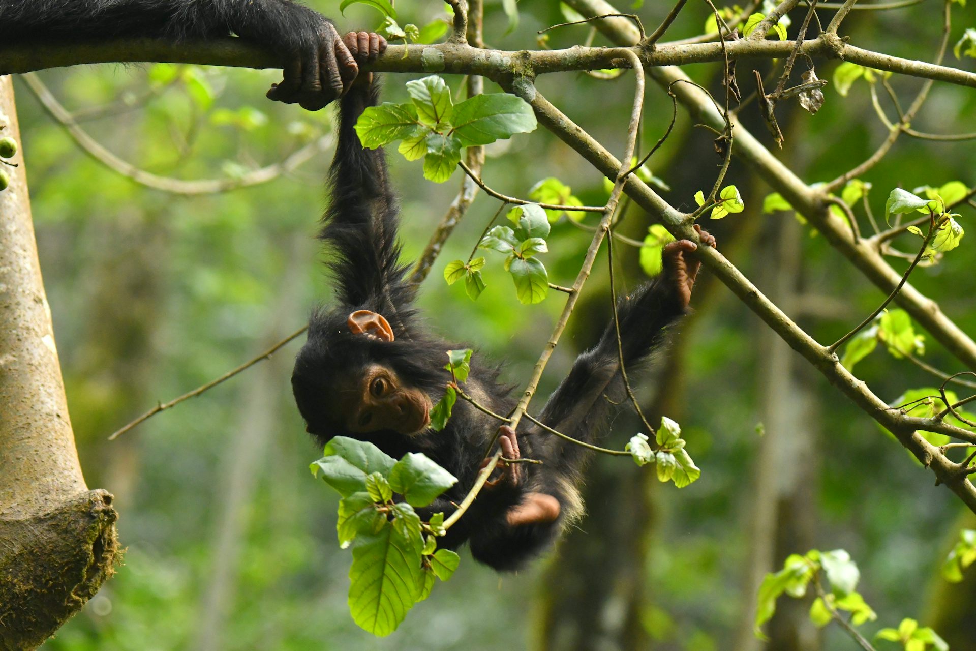 infant chimpanzee hanging from a tree branch in a green forest