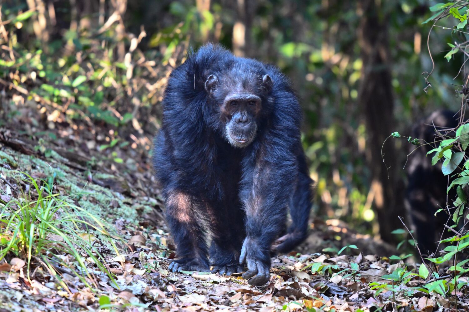 Adult male chimpanzee walking directly toward the viewer.