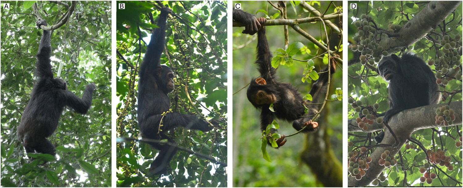 a collage of chimpanzees feeding in trees, showing different body positioning