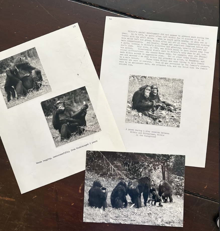 Documents and black and white photos of chimpanzees from Jane Goodall's folders in The Leakey Foundation Archive.