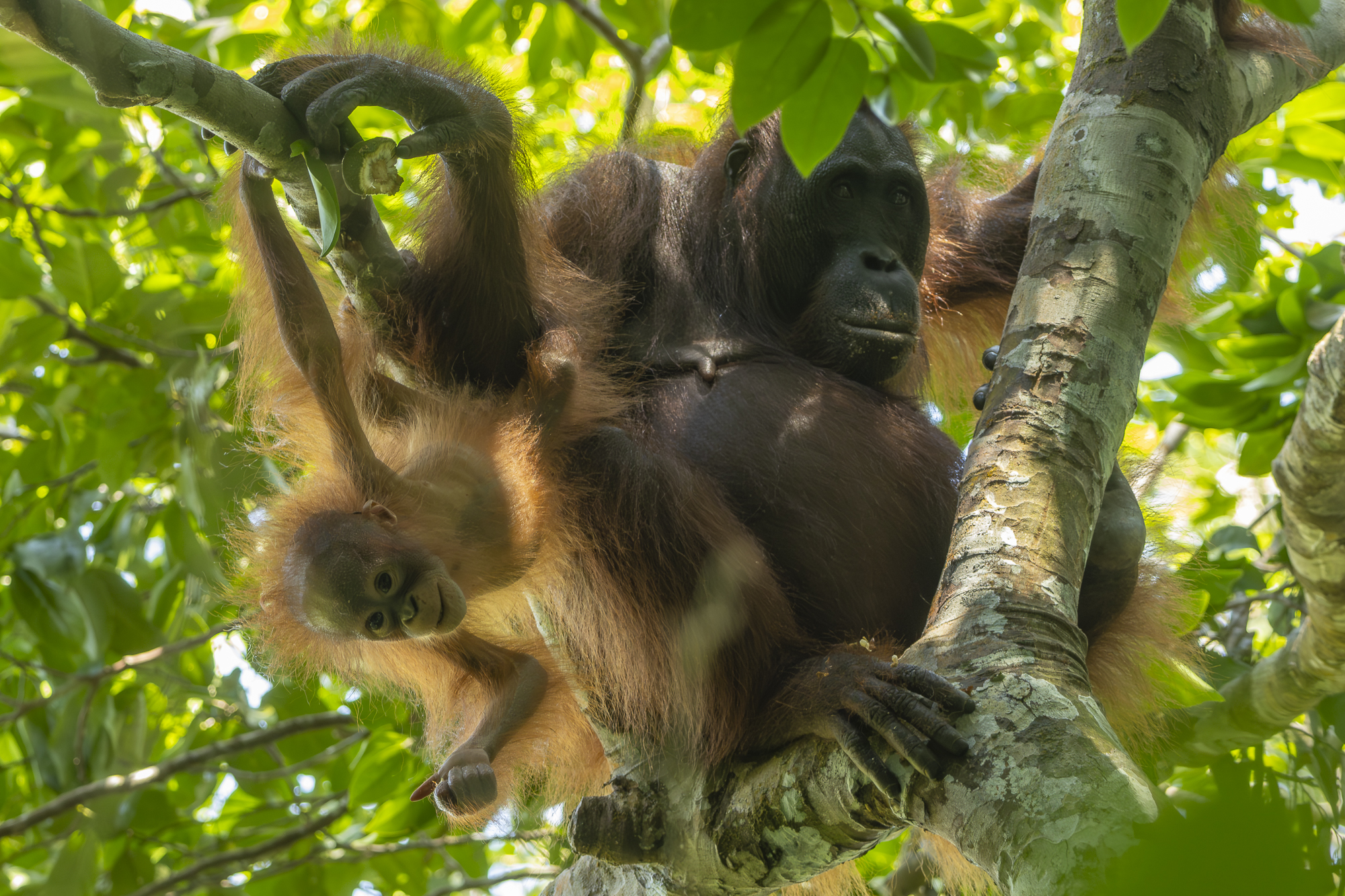 Adult and infant orangutans in a tree.