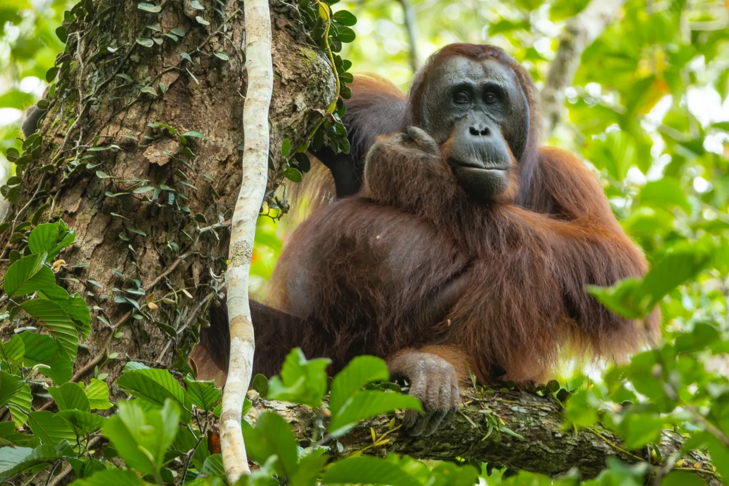 A male orangutan in a tree looking at the camera