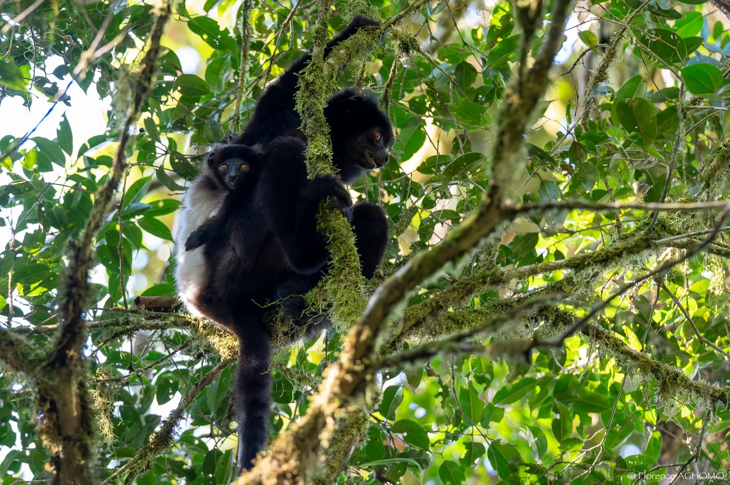 Propithecus edwardsi mother and baby in a tree.