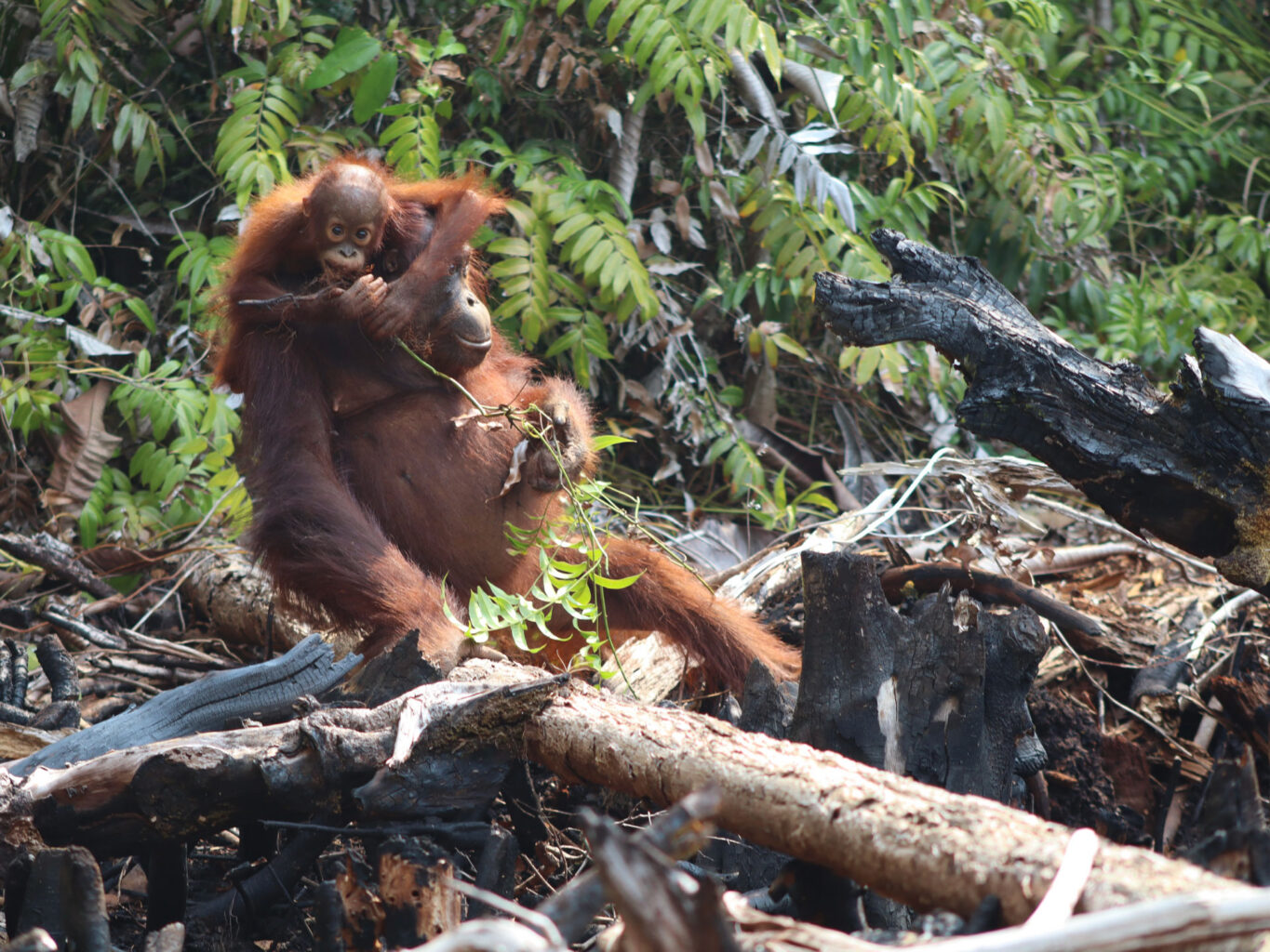 Wild orangutans in a burned forest in Borneo during the 2026 wildfires.